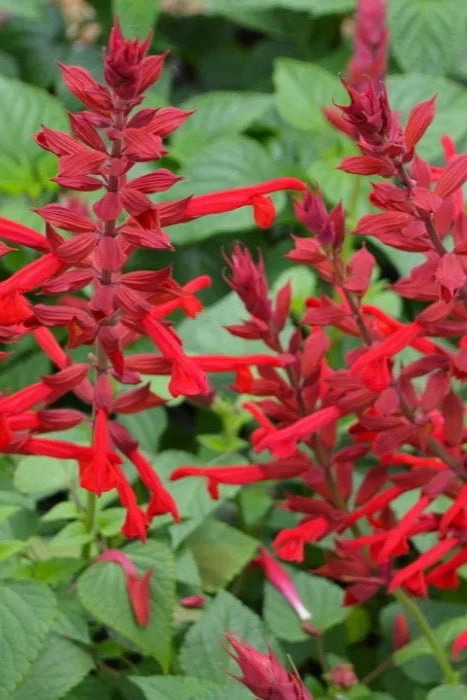 Salvia (assorted) 4.5"