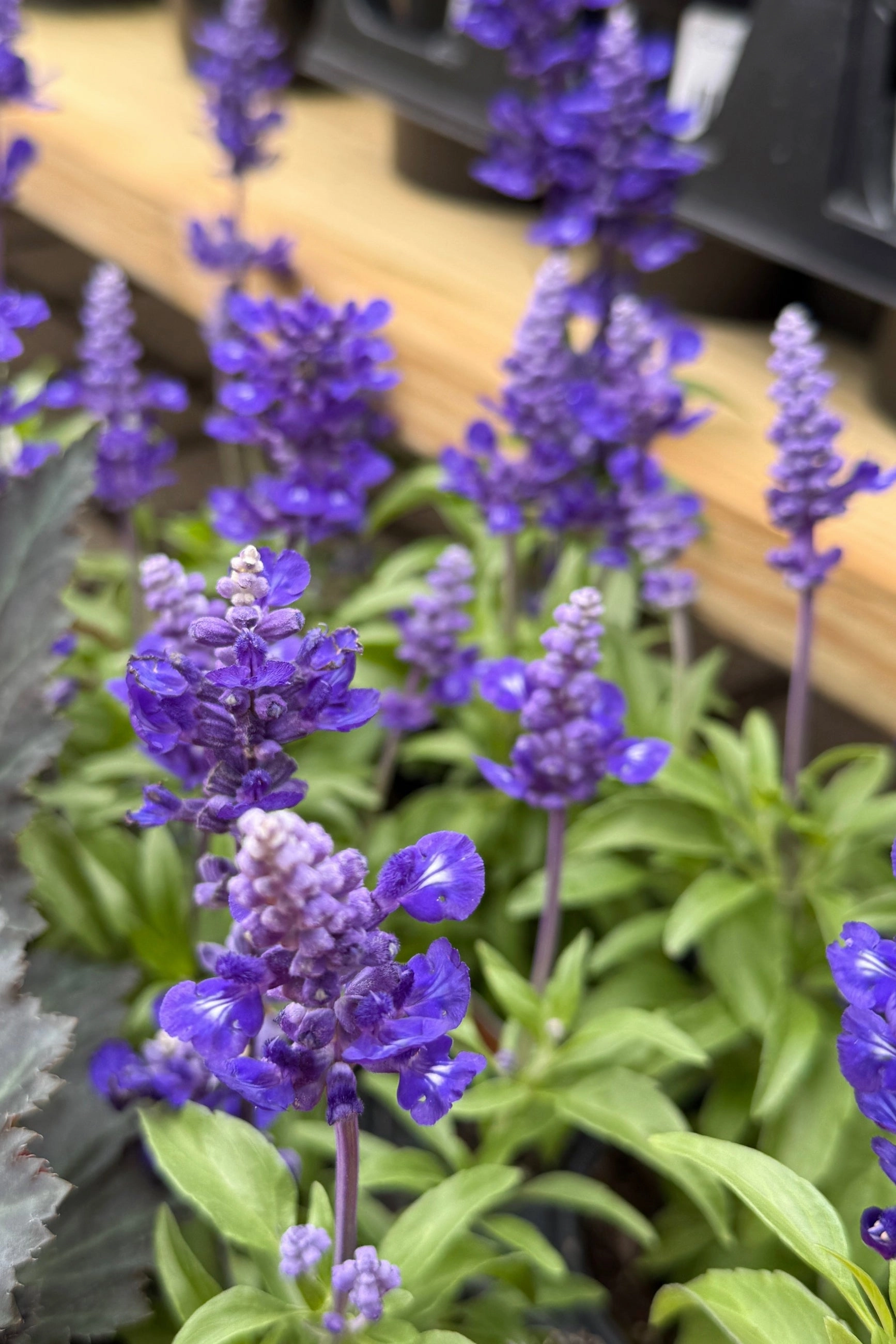 Salvia (assorted) 4.5"