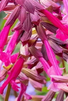 Salvia (assorted) 4.5"