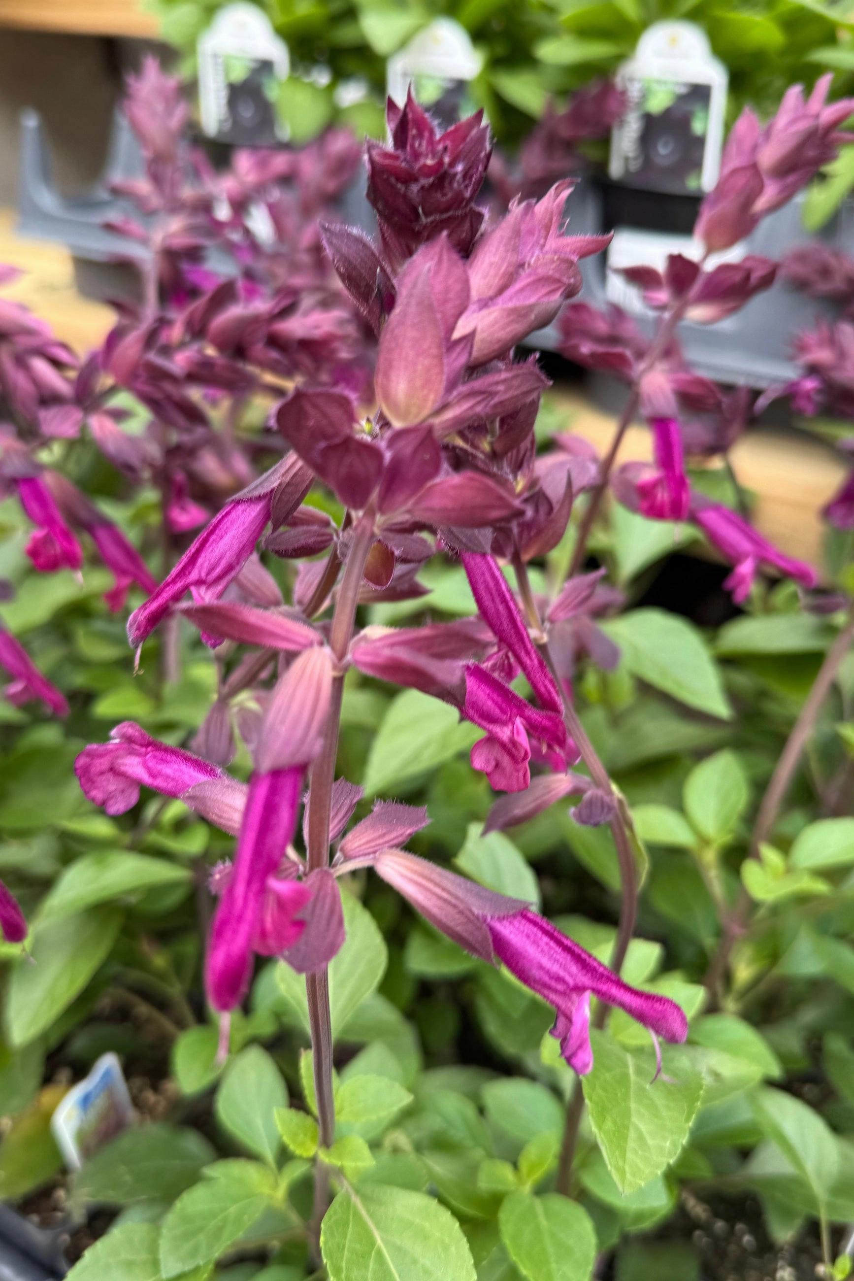 Salvia (assorted) 4.5"