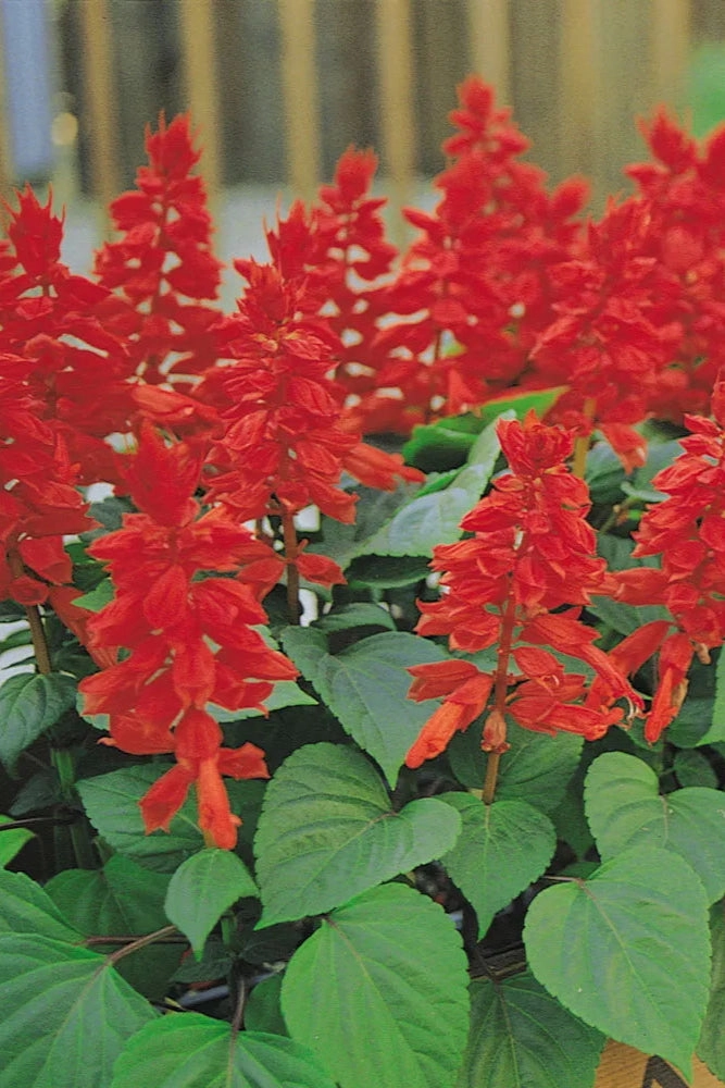 Salvia (assorted) 4.5"