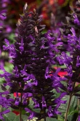 Salvia (assorted) 4.5"