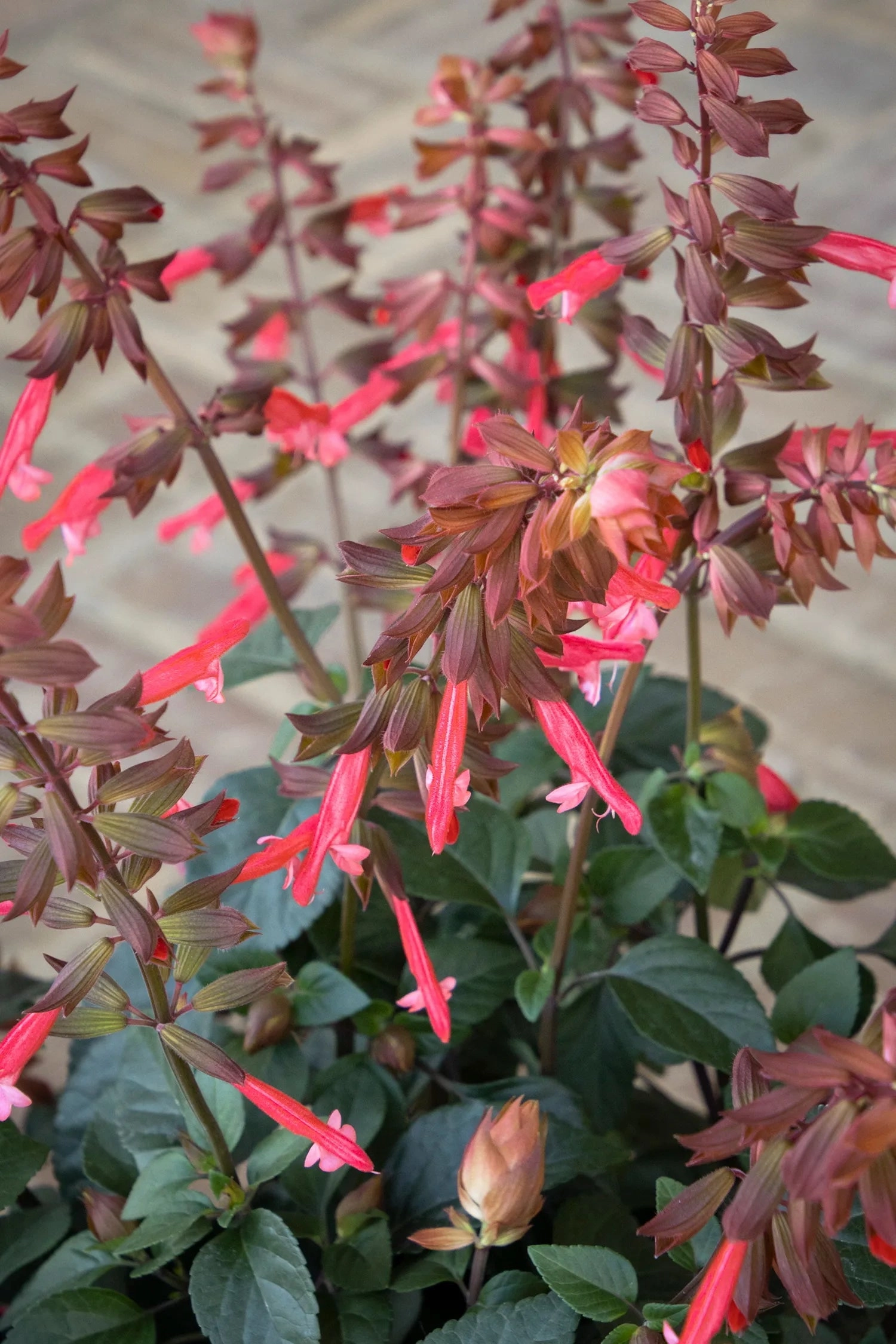Salvia (assorted) 4.5"