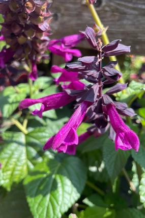Salvia (assorted) 4.5" decorative flowerpot  