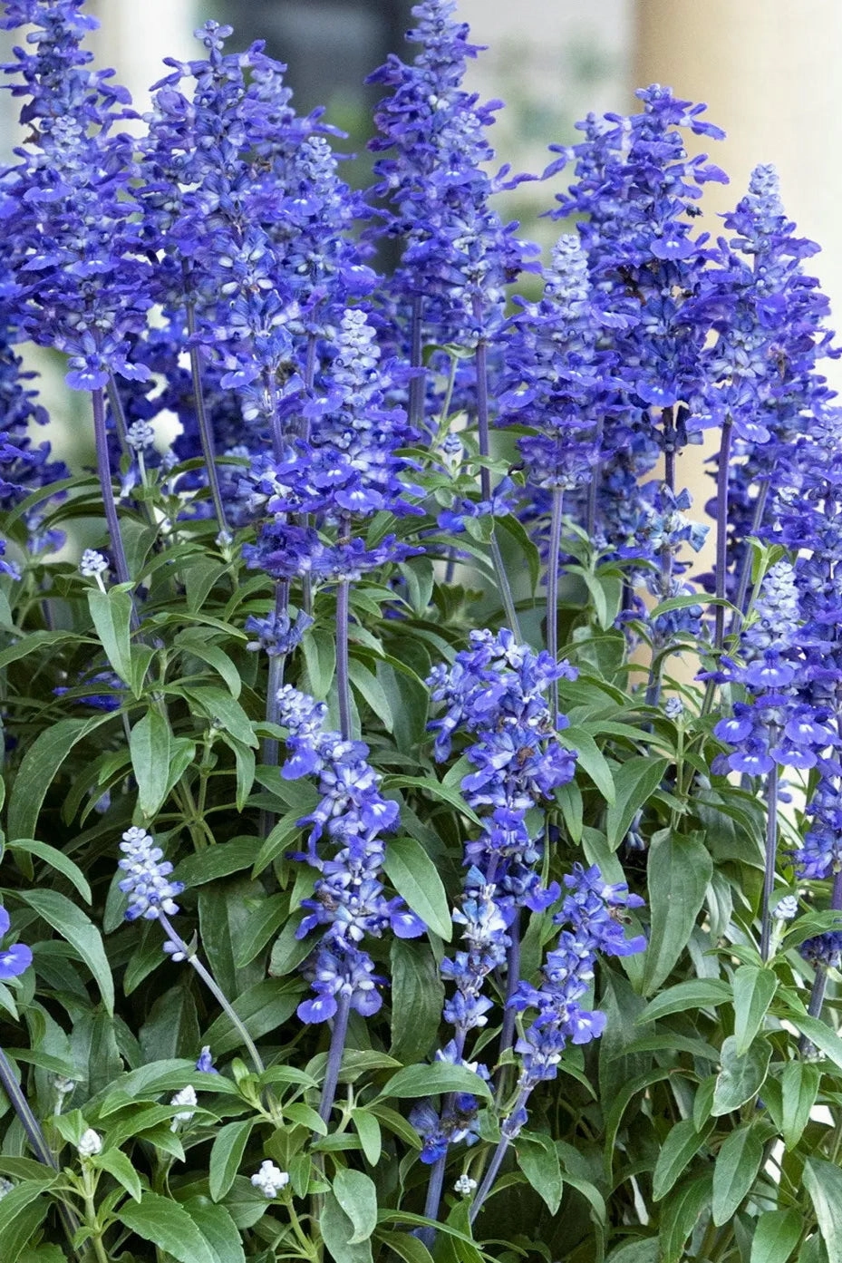 Salvia (assorted) 4.5"