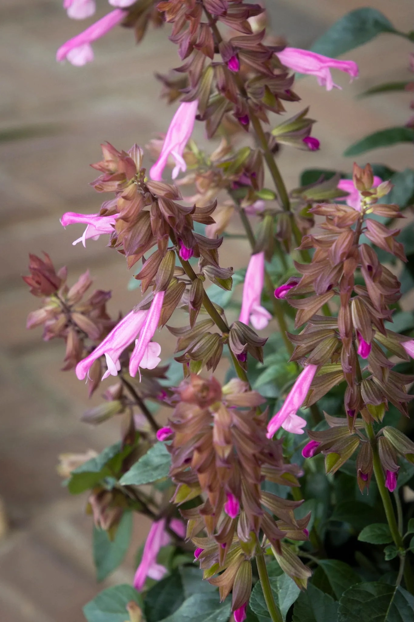 Salvia (assorted) #1