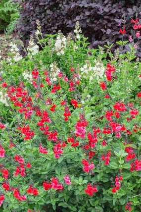 Salvia Heatwave Inferno' small flower pot  