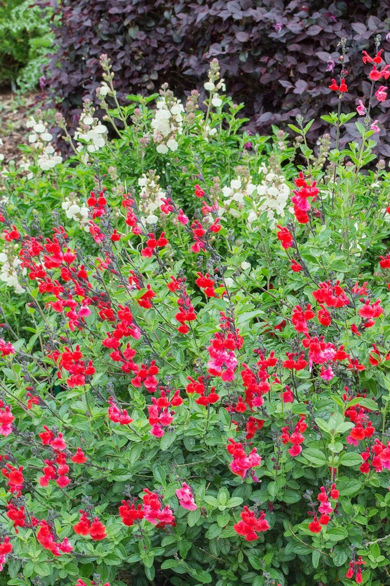 Salvia Heatwave Inferno' small flower pot  
