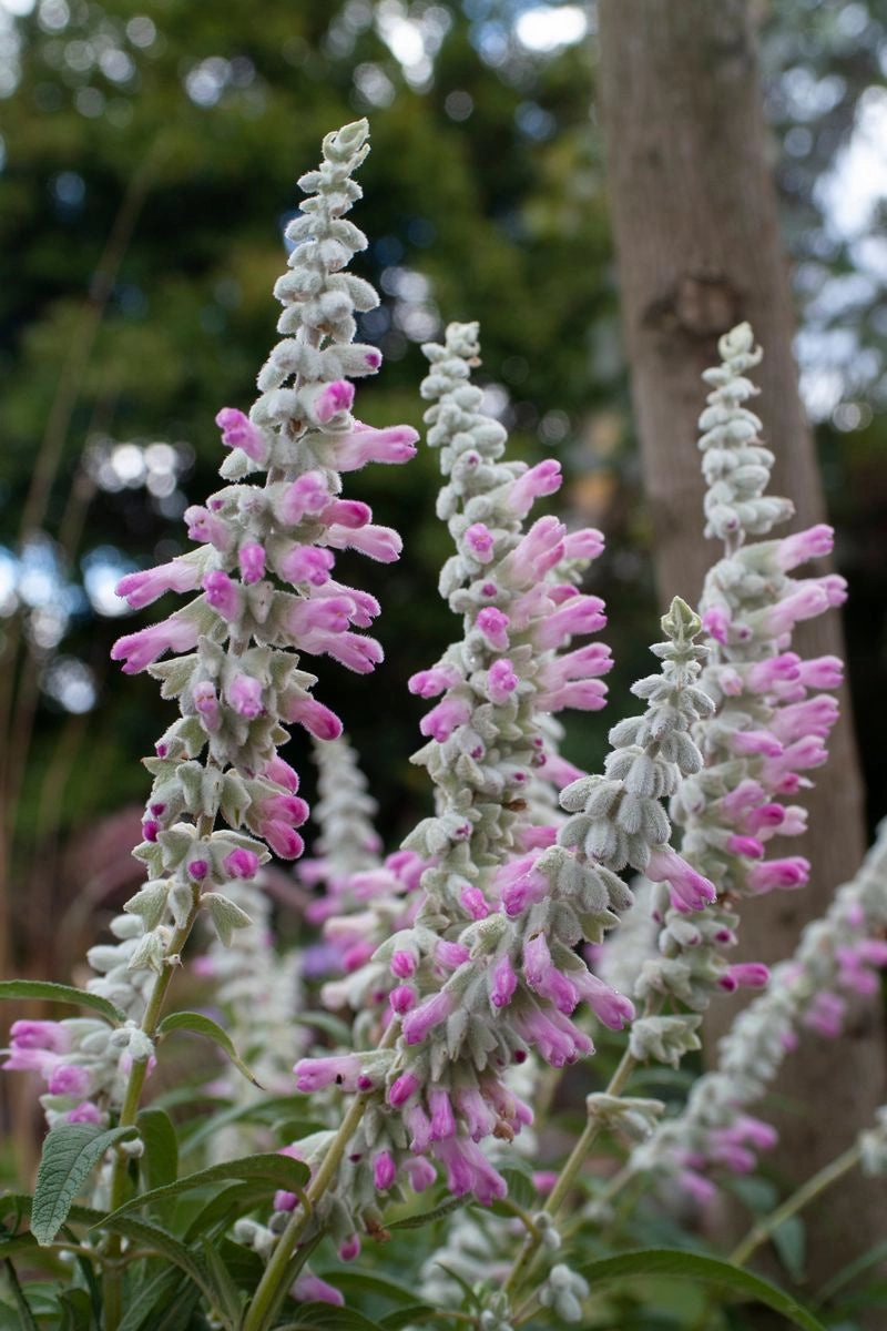 Salvia leucantha 'Velour Pink small flower pot  