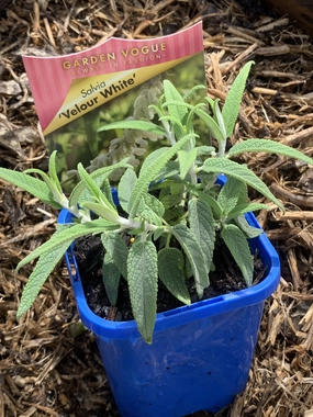 Salvia leucantha 'Velour White' small flower pot  