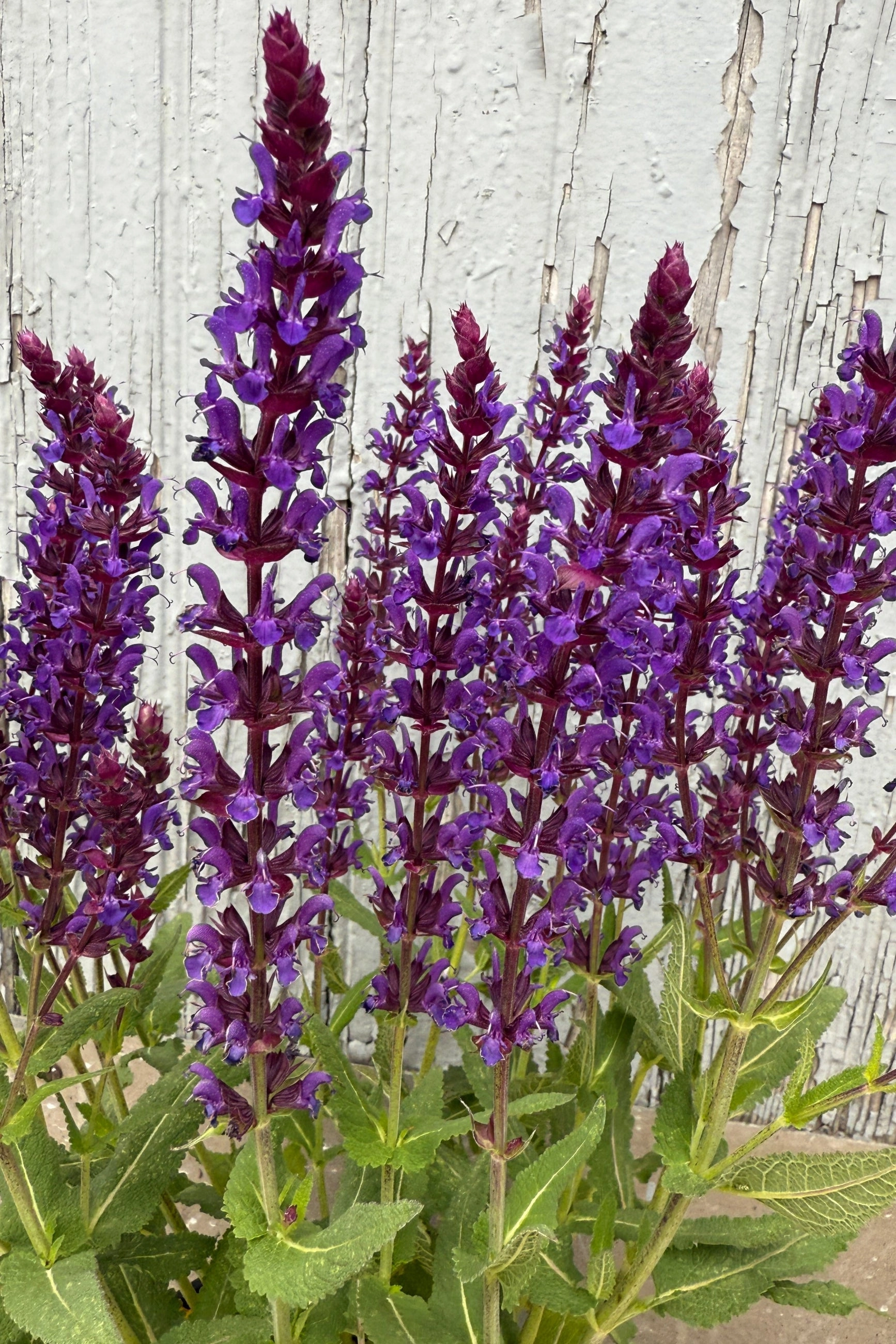 Salvia n. 'Wesuwe' #1 decorative flowerpot  