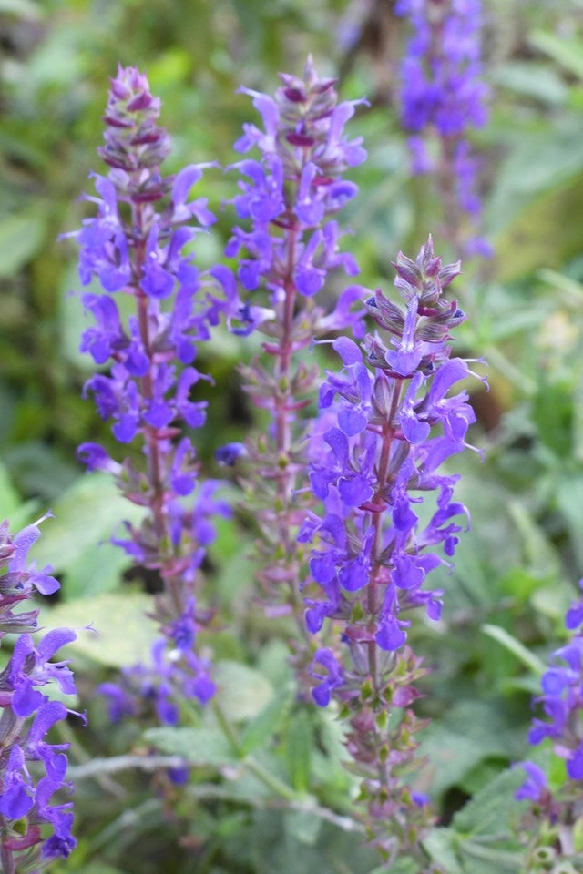 Salvia n. 'Wesuwe' #1