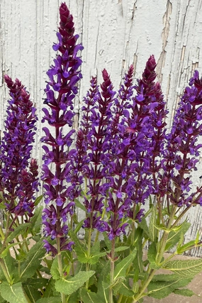 Salvia n. 'Wesuwe' #1 decorative flowerpot  