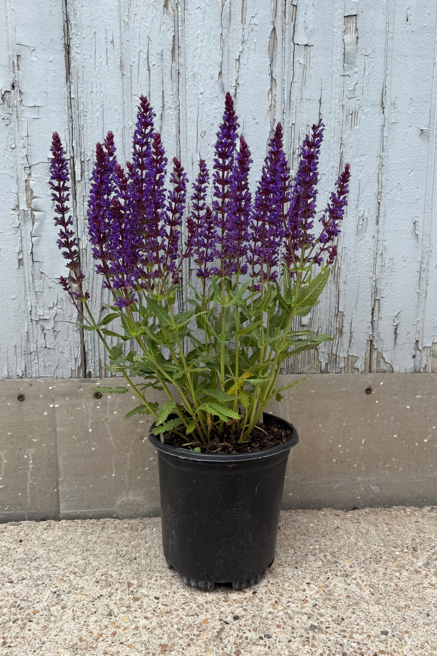 Salvia n. 'Wesuwe' #1