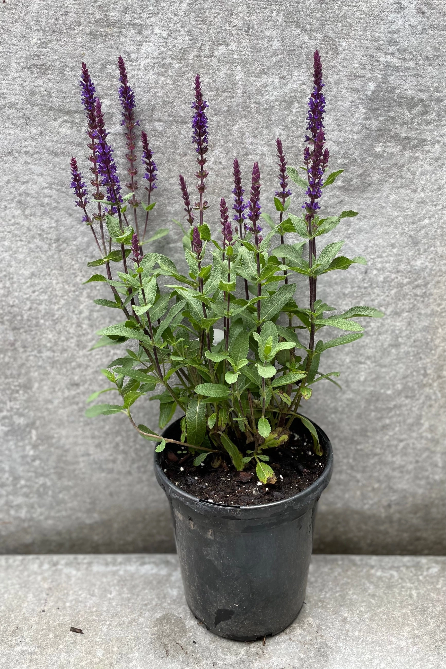 Salvia nemorosa 'Caradonna' #1