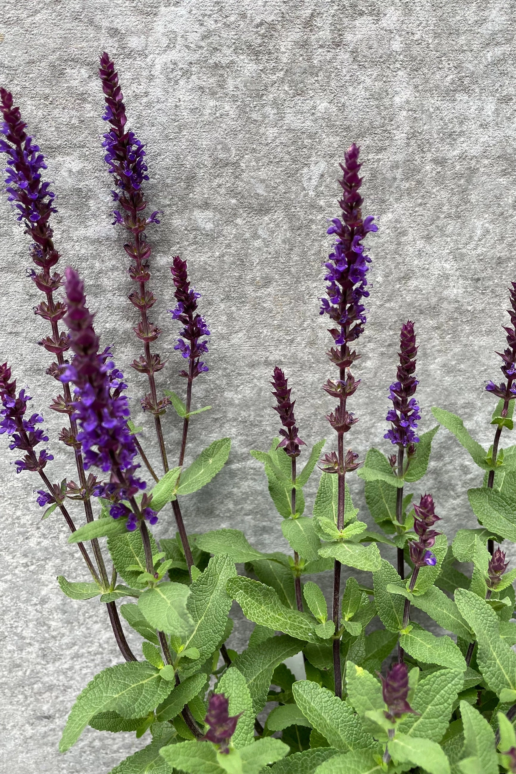 Salvia nemorosa 'Caradonna' #1 decorative flowerpot  