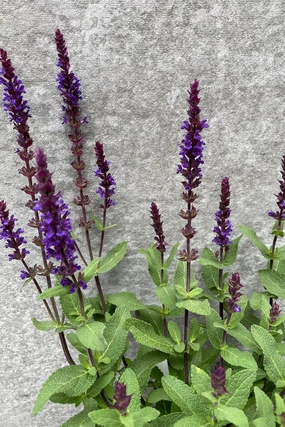 Salvia nemorosa 'Caradonna' #1 decorative flowerpot  