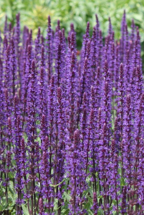 Salvia nemorosa 'Caradonna' #1