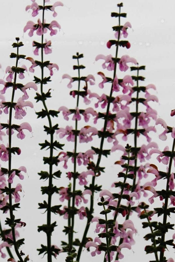 Salvia p. 'Eveline' #1