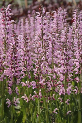 Salvia p. 'Eveline' #1 decorative flowerpot  