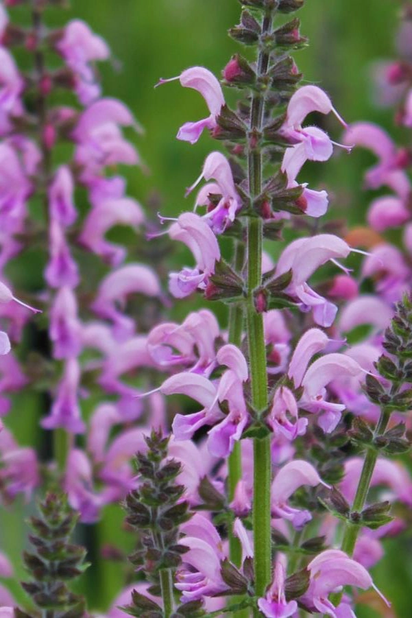 Salvia p. 'Eveline' #1