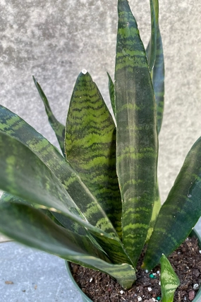 Sansevieria 'Black Coral' 6" medium flower pot  