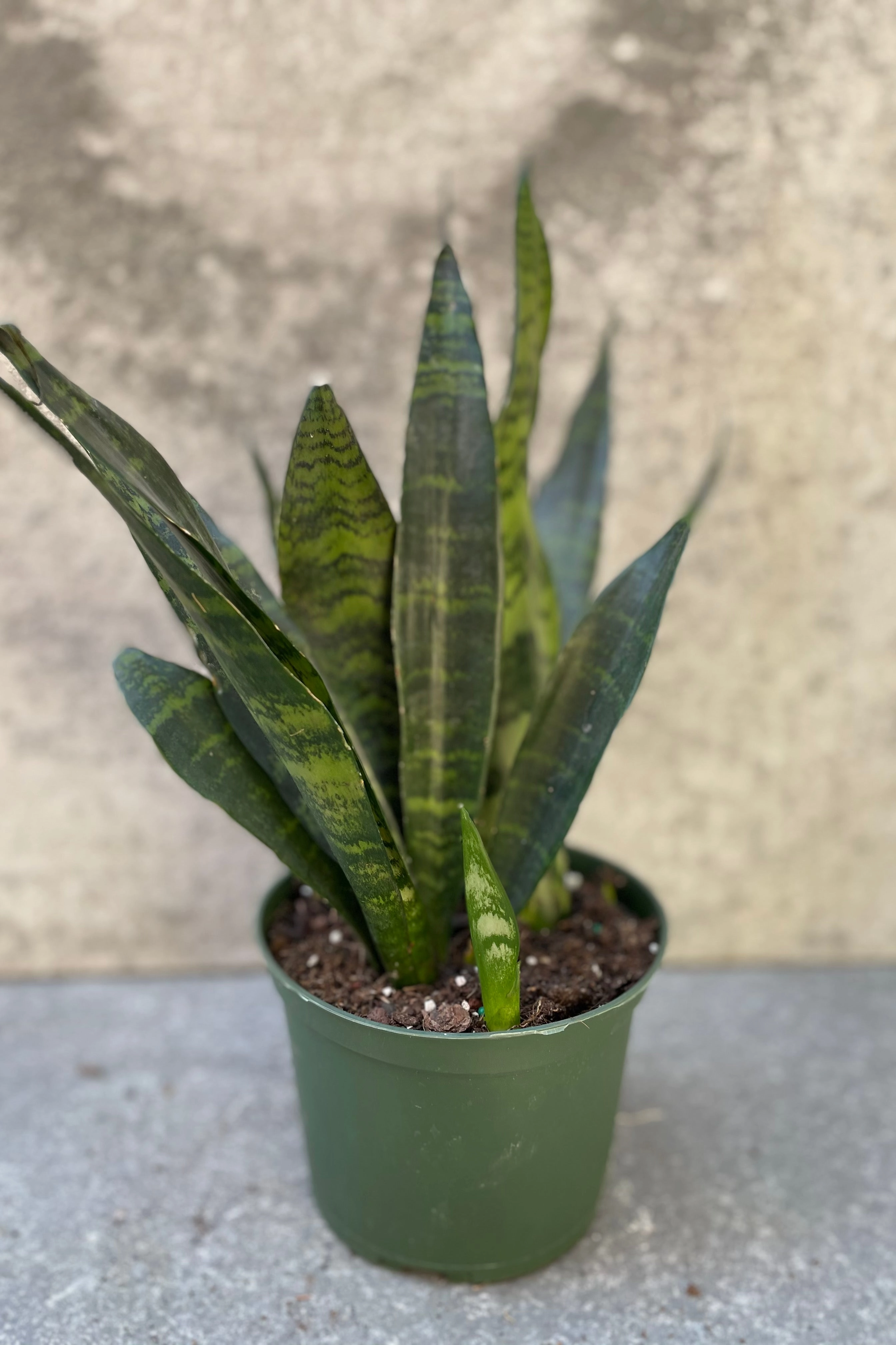 Sansevieria 'Black Coral' 6"