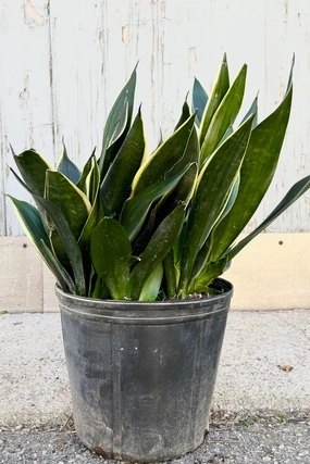 Sansevieria 'Fabil' 10" medium flower pot  