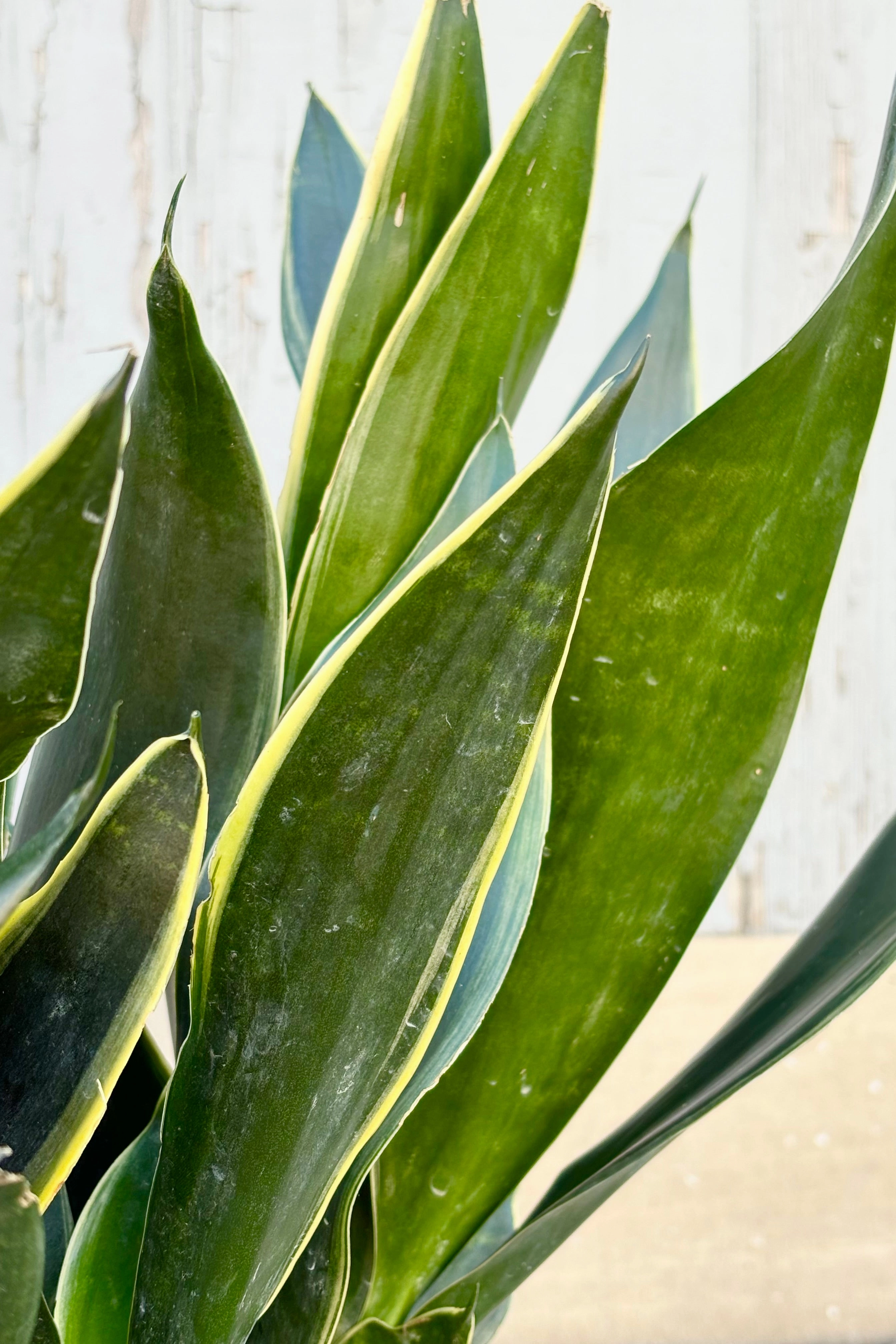 Sansevieria 'Fabil' 10"