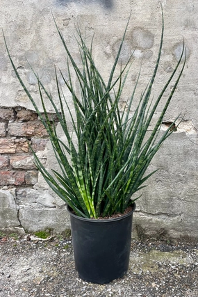 Sansevieria 'Fernwood' 10" medium flower pot  