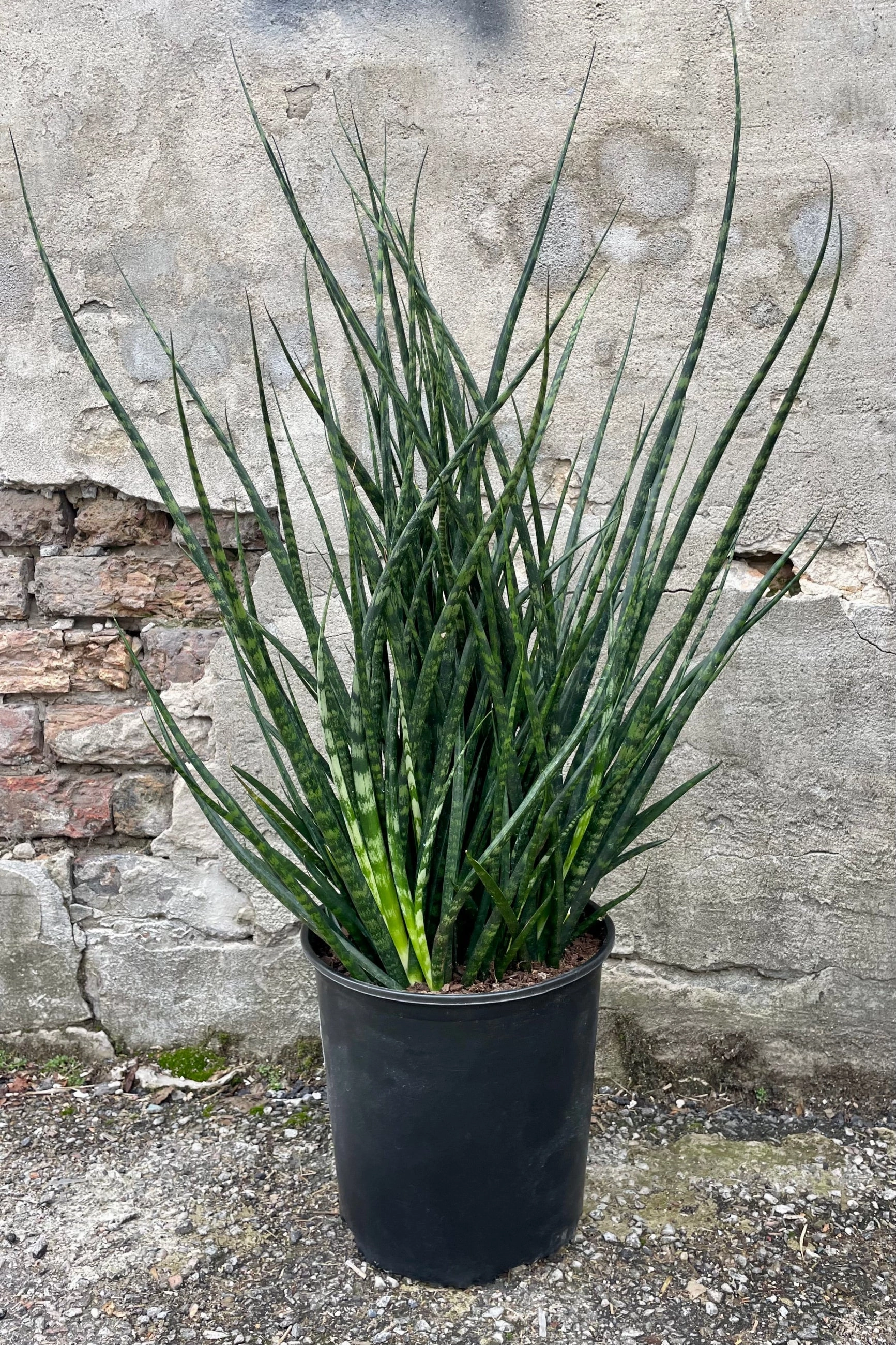 Sansevieria 'Fernwood' 10" medium flower pot  