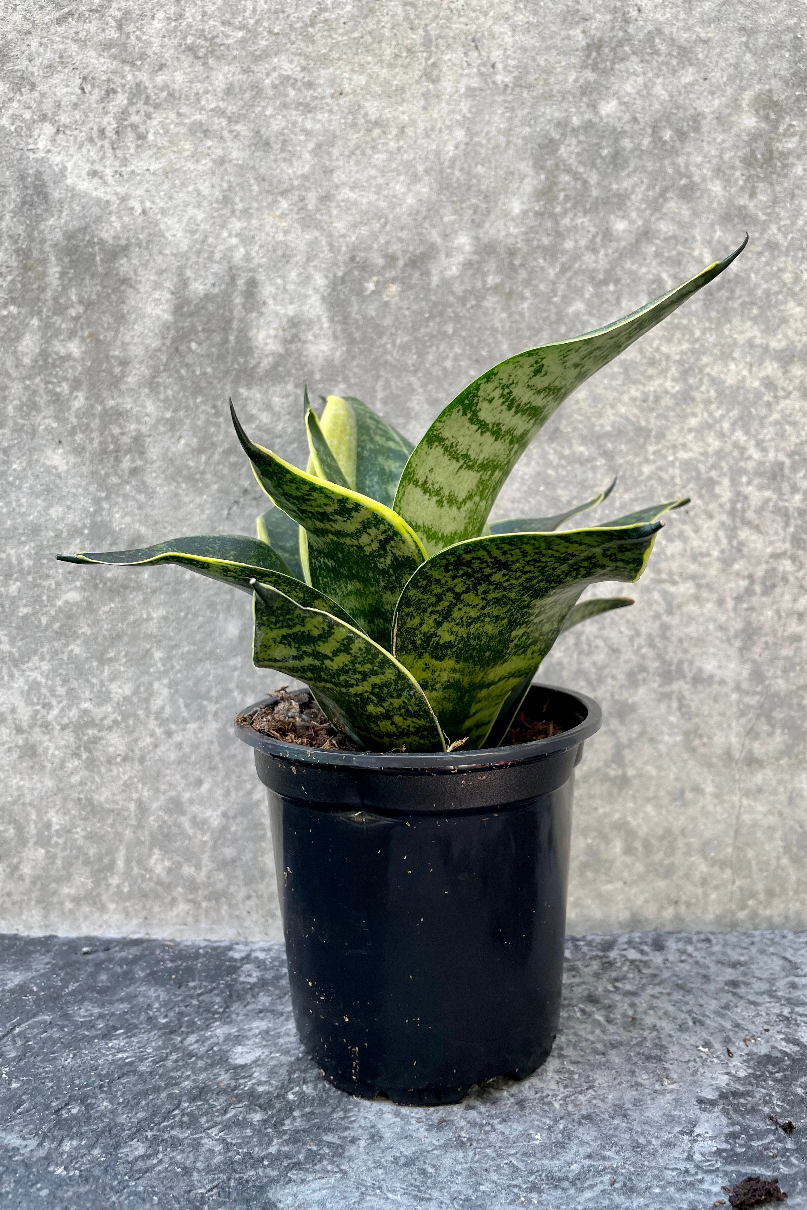 Sansevieria 'Hahnii' 4"