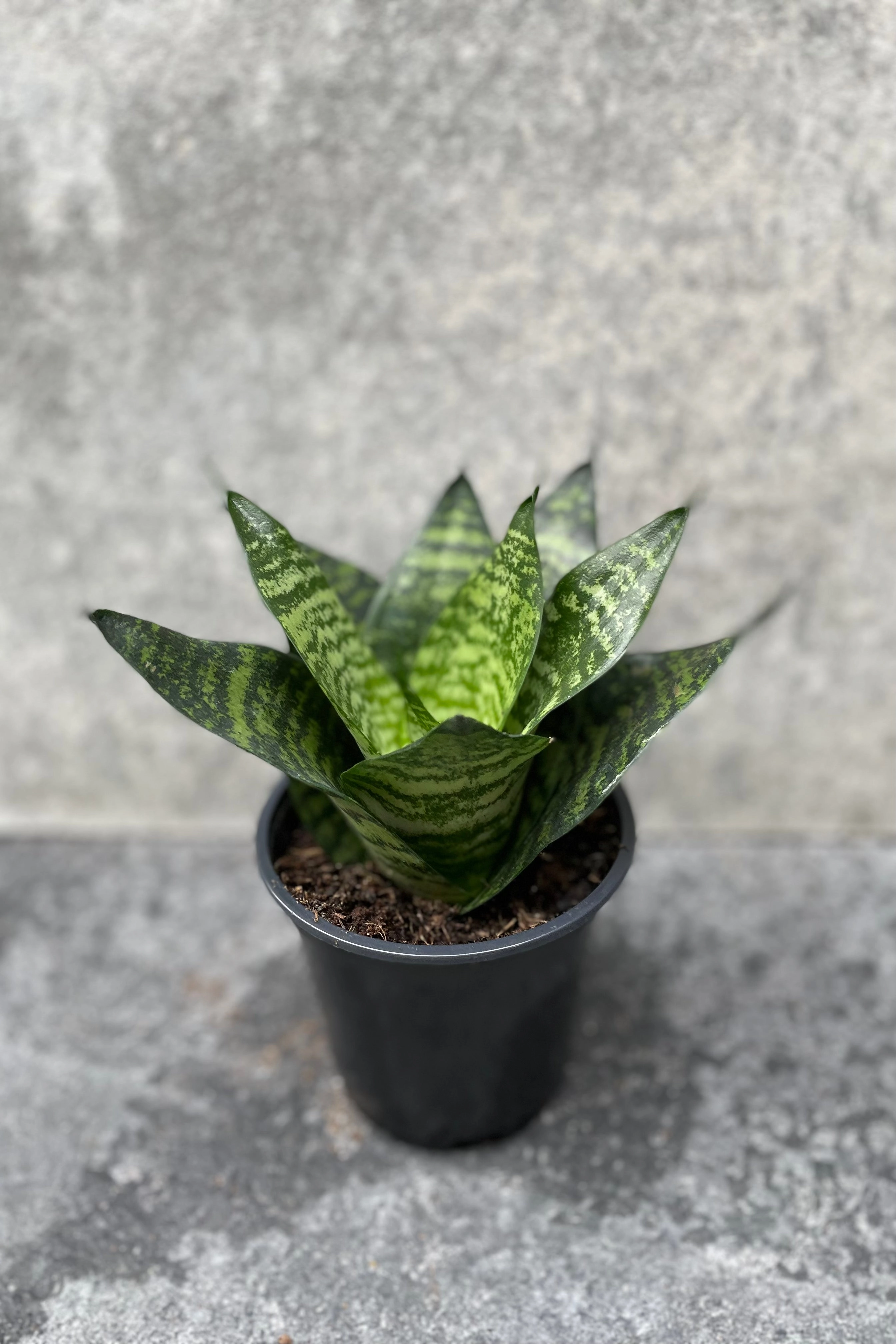 Sansevieria 'Hahnii' 4"