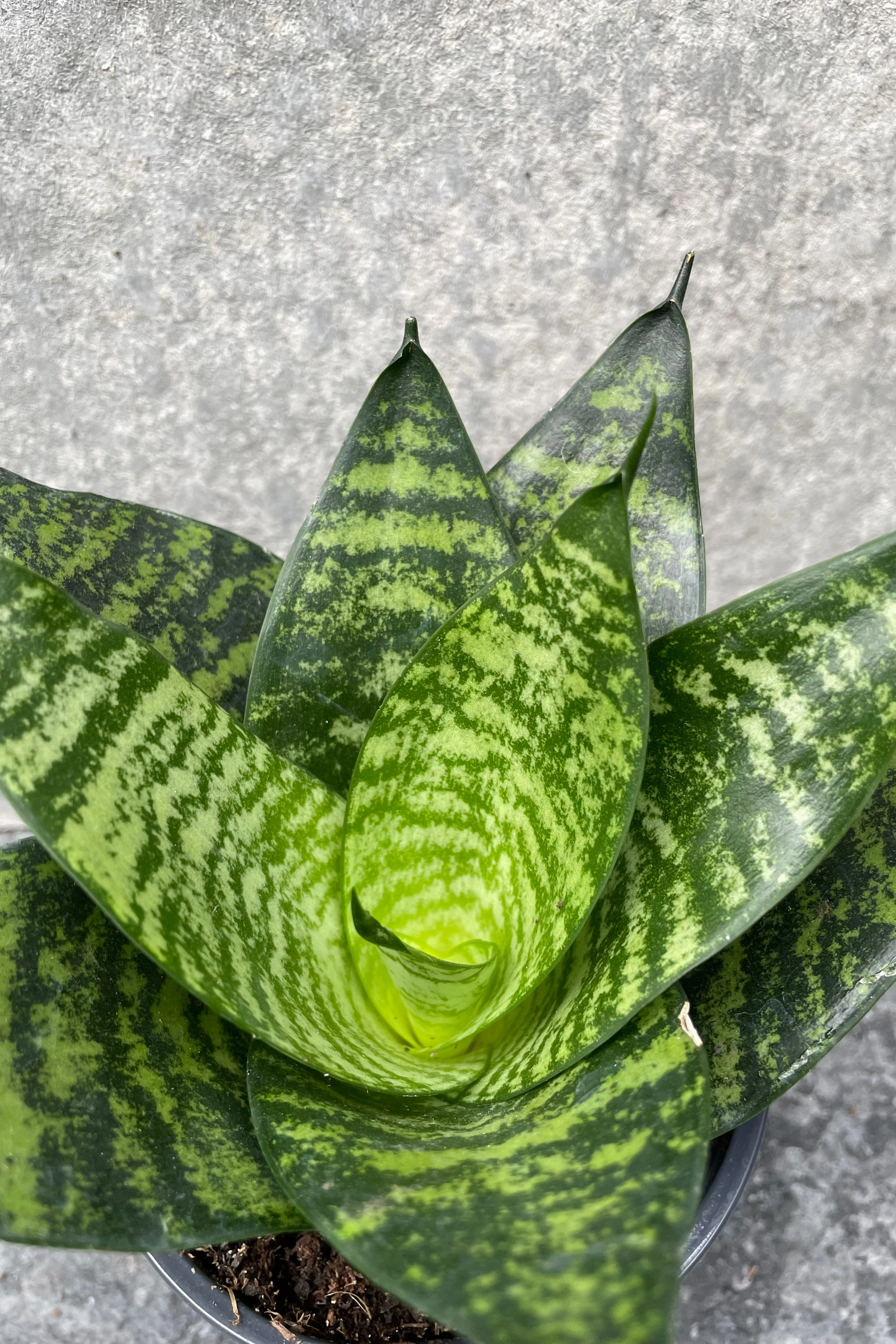 Sansevieria 'Hahnii' 4"