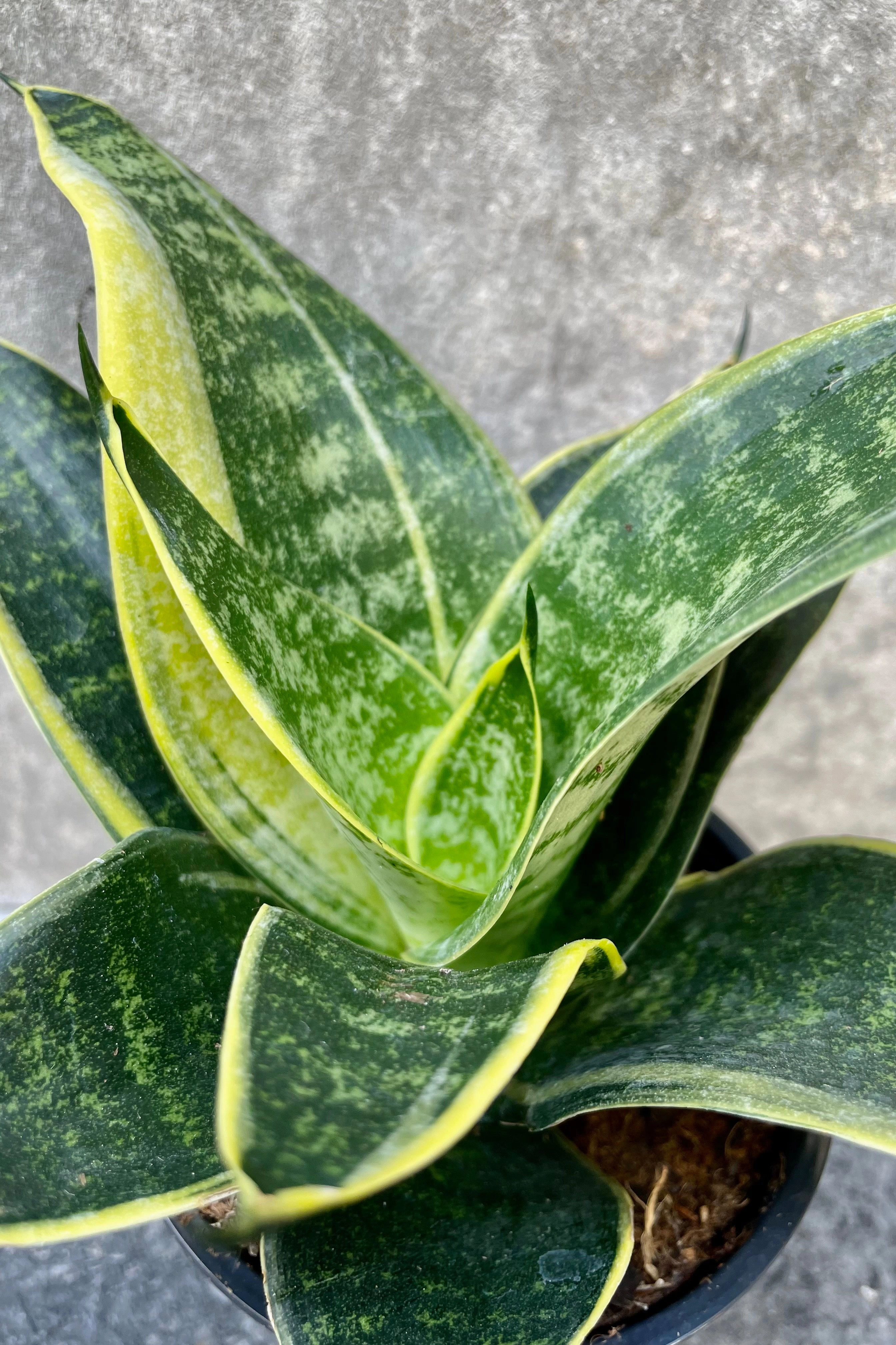Sansevieria 'Hahnii' 4" medium flower pot  