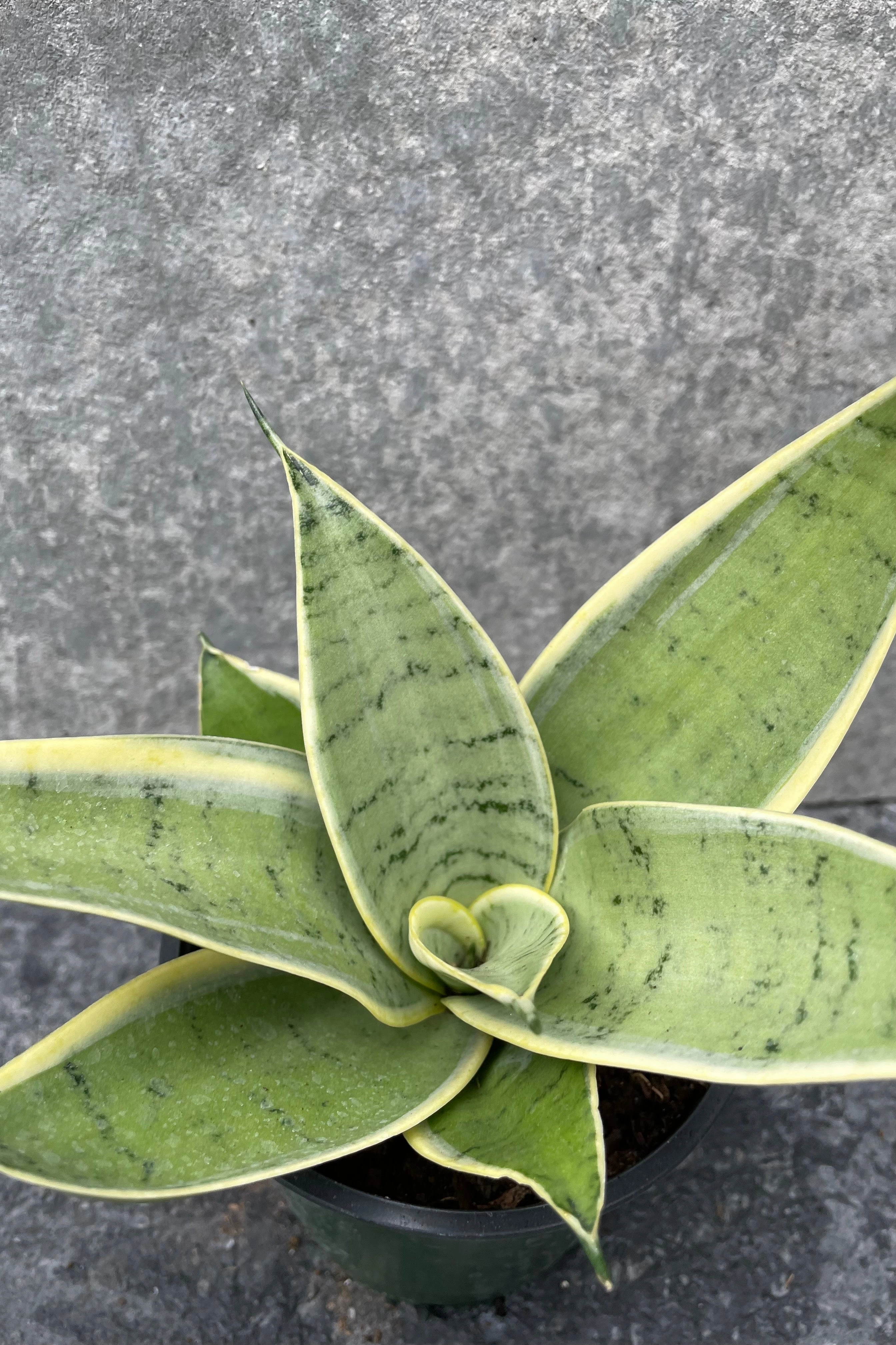 Sansevieria 'Hahnii' 4"
