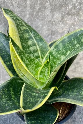 Sansevieria 'Hahnii' 4" medium flower pot  