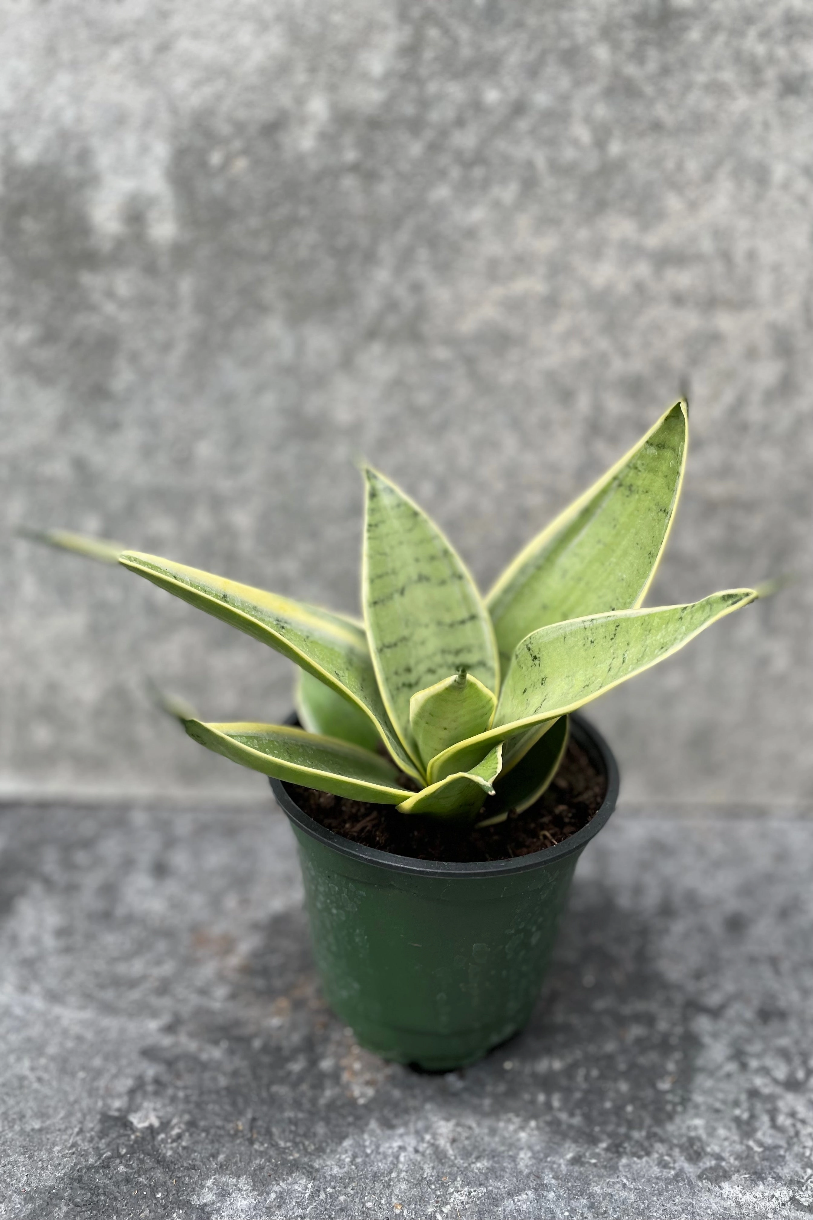 Sansevieria 'Hahnii' 4"
