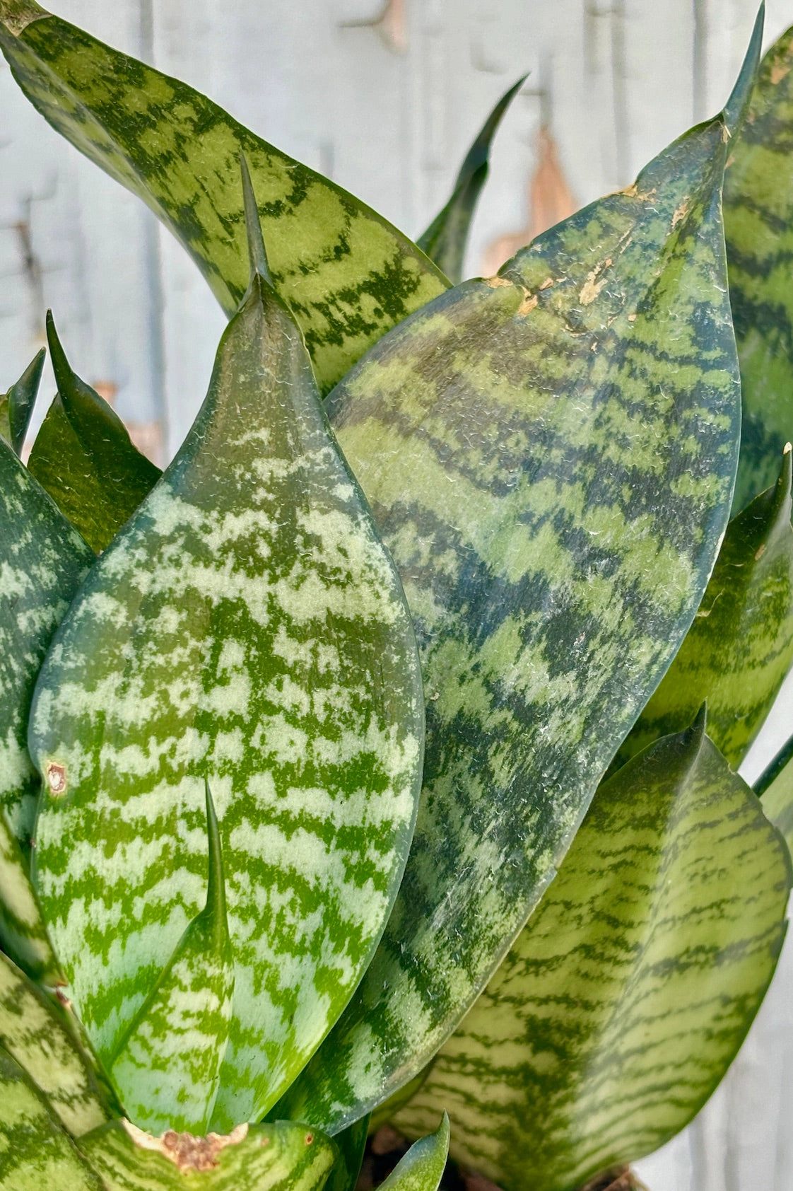 Sansevieria 'Hahnii' 6"