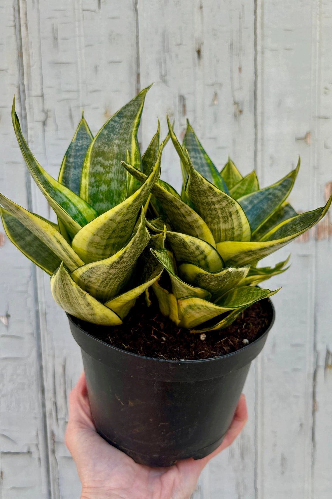 Sansevieria 'Hahnii' 6"