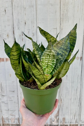 Sansevieria 'Hahnii' 6" medium flower pot  