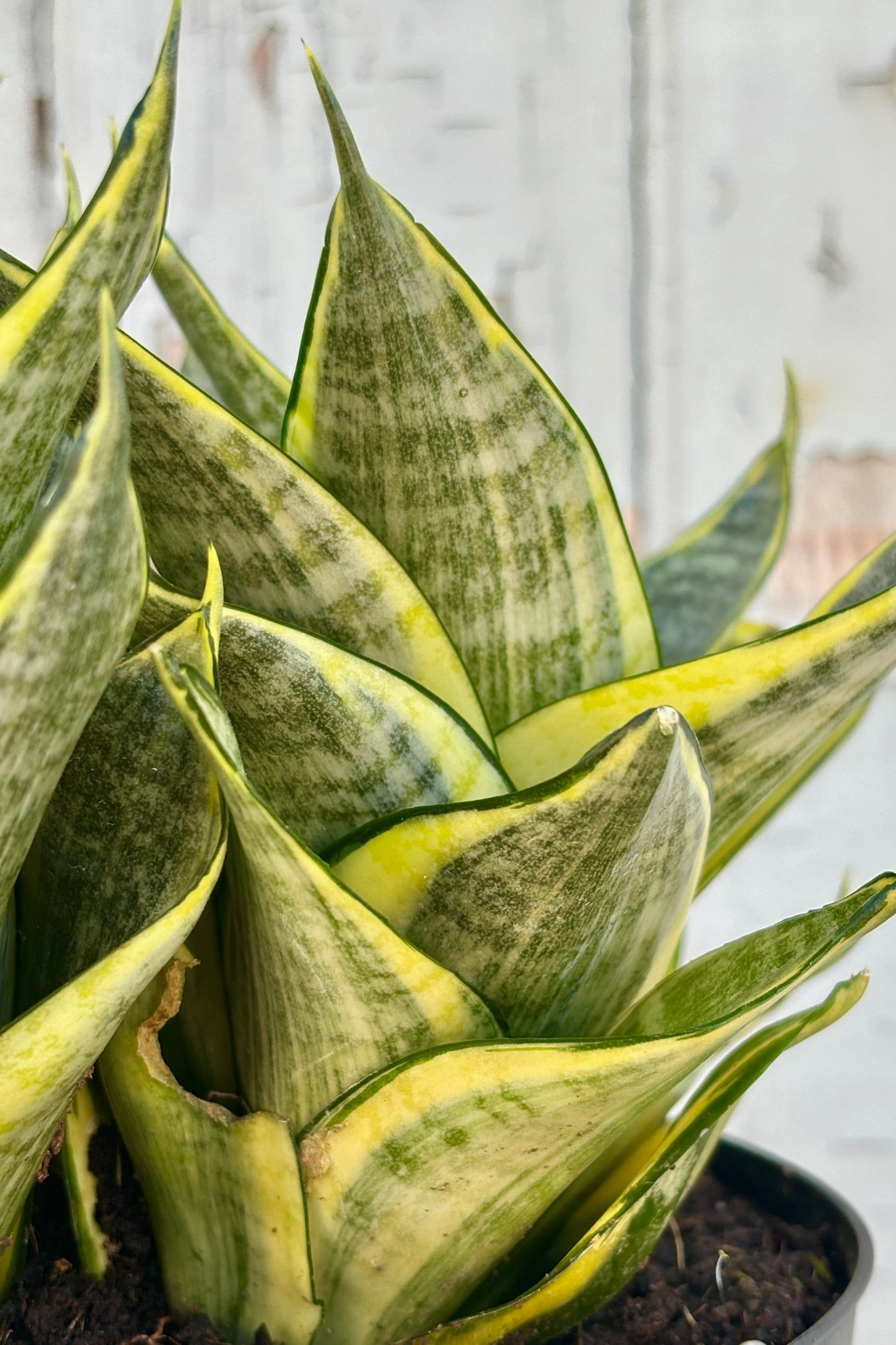 Sansevieria 'Hahnii' 6"