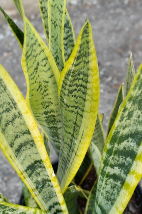 Sansevieria 'Laurentii' 10" medium flower pot  