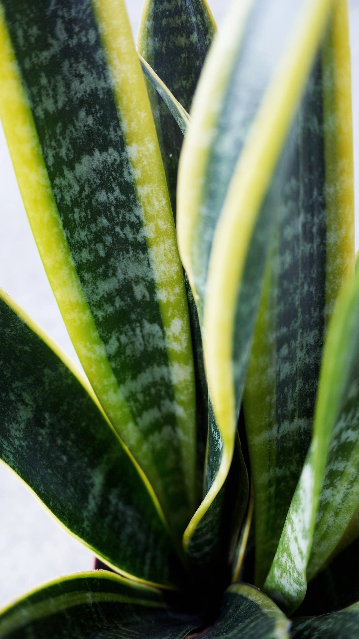 Sansevieria 'Laurentii' 10"