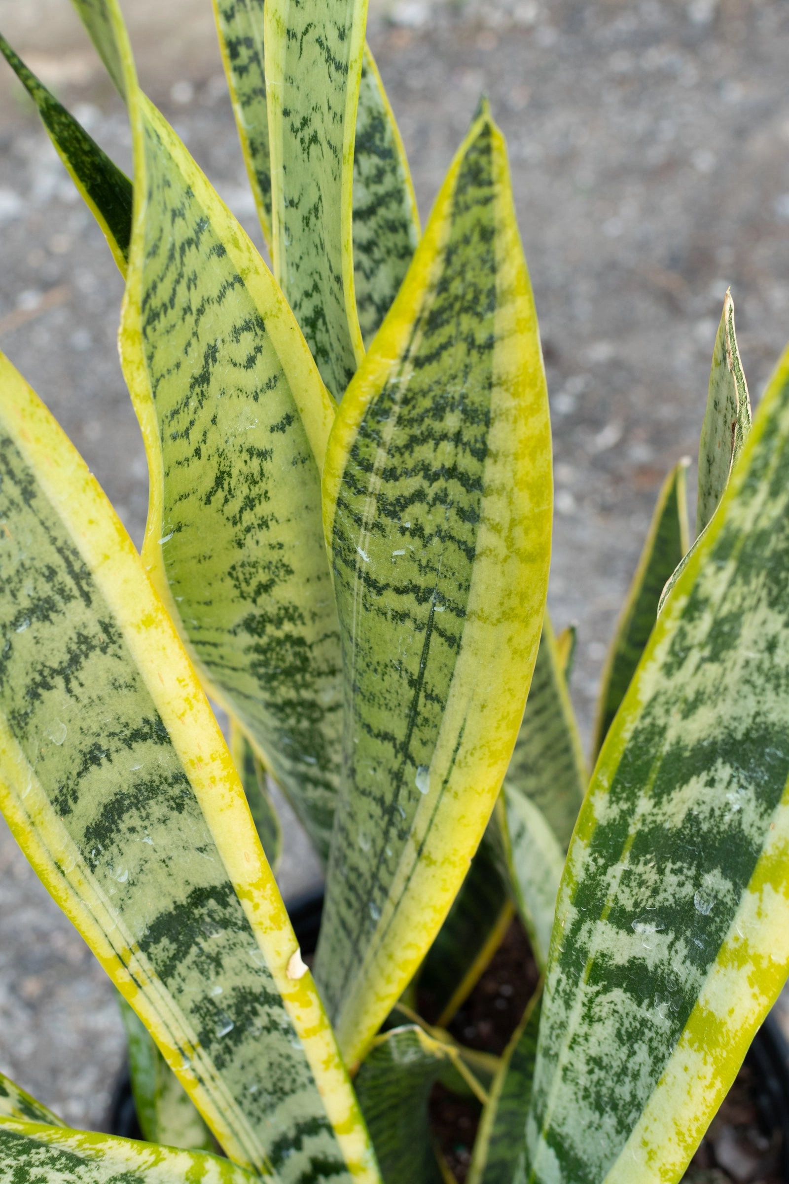 Sansevieria 'Laurentii' 10" medium flower pot  