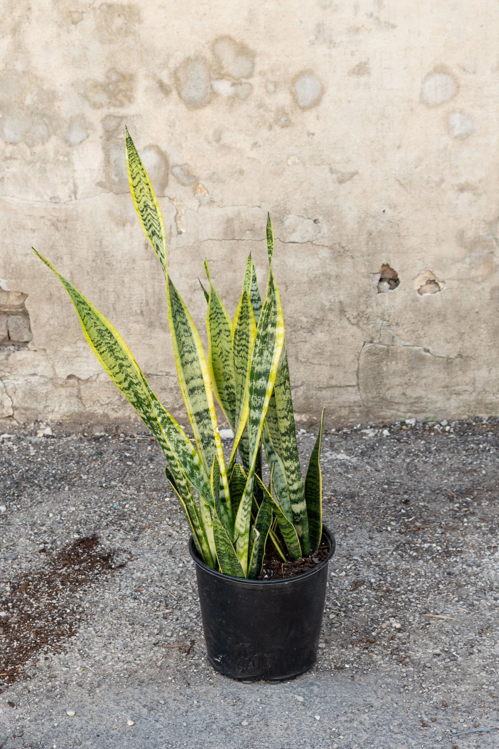 Sansevieria 'Laurentii' 10"