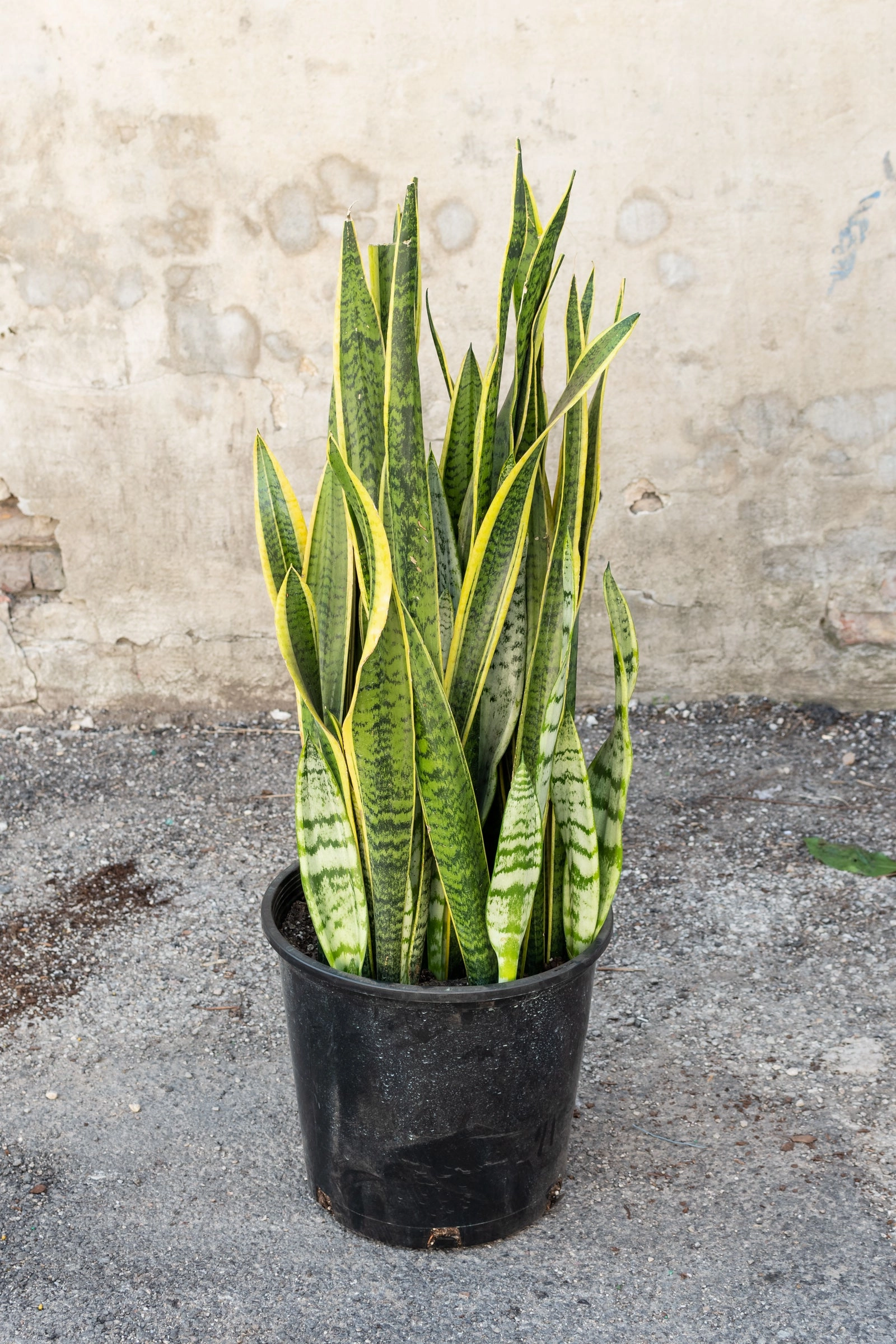 Sansevieria 'Laurentii' 14"