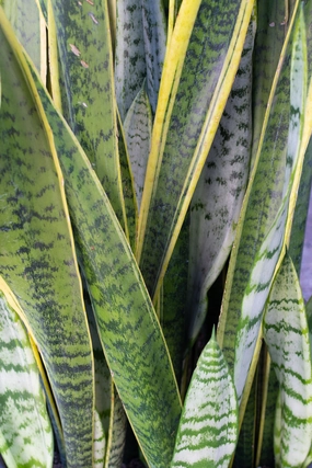 Sansevieria 'Laurentii' 14" medium flower pot  