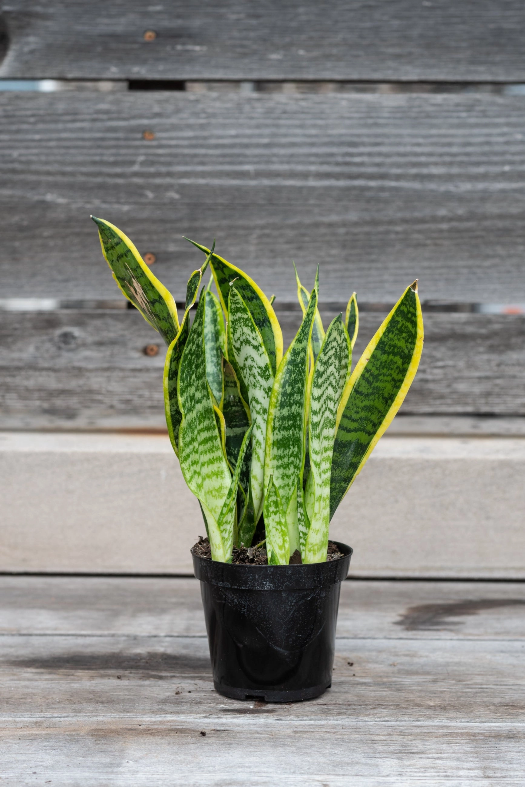 Sansevieria 'Laurentii' 4"