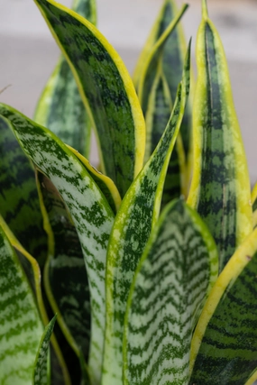 Sansevieria 'Laurentii' 4" medium flower pot  